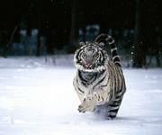 pic for White Tiger 